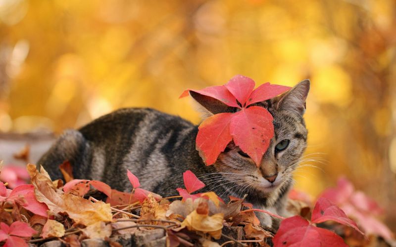 Herfstvakantie 2018